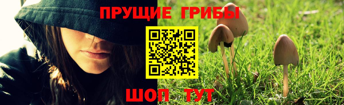 Галлюциногенные грибы Psilocybe  Вход с VPN  Кропоткин  Псилоцибиновые грибы прущие грибы 